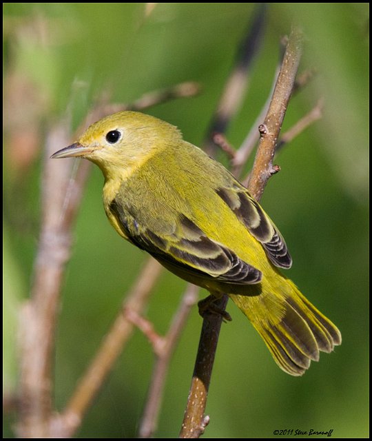 _1SB7186 yellow warbler.jpg